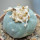 LOPHOPHORA williamsii var. fricii, San Pedro, seedling 