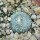 BLOSSFELDIA pedicellata, seedling