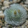 BLOSSFELDIA pedicellata, seedling