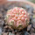 GYMNOCALYCIUM ragonesei f. roseiflorum, seedling