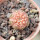 GYMNOCALYCIUM ragonesei f. roseiflorum, seedling