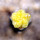 AZTEKIUM valdezii f. aurea spiralis GCG 10893, grafted