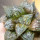 HAWORTHIA cv. Sikinjoh (Forbidden City)