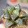 HAWORTHIA cv. Sikinjoh (Forbidden City)