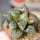 HAWORTHIA cv. Sikinjoh (Forbidden City)