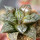 HAWORTHIA cv. Sikinjoh (Forbidden City)