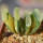 HAWORTHIA truncata f. variegata