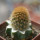 BRACHYCEREUS nesioticus clone P3