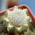 MAMMILLARIA perezdelarosae ssp. andersoniana f. longispina yelow spines GCG 12621, clone 2