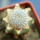 MAMMILLARIA perezdelarosae ssp. andersoniana f. longispina yelow spines GCG 12621, clone 2