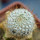 MAMMILLARIA perezdelarosae ssp. andersoniana f. longispina yelow spines GCG 12621, clone 2