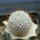 MAMMILLARIA perezdelarosae ssp. andersoniana f. longispina yelow spines GCG 12621, clone 2