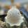 MAMMILLARIA perezdelarosae ssp. andersoniana f. longispina yelow spines GCG 12621, clone 2