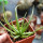 AGAVE albopilosa, pot 6 cm, clone A, mother offset