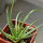 AGAVE albopilosa, pot 6 cm, clone A, mother offset