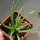 AGAVE albopilosa, pot 6 cm, clone A, mother offset