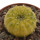 GYMNOCALYCIUM cv. Yellow Bastard