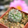 STROMBOCACTUS corregidorae VM 974, 2,5 cm, SEEDLING