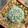 STROMBOCACTUS corregidorae VM 974, 2,5 cm, SEEDLING