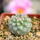 STROMBOCACTUS corregidorae VM 974, 2,5 cm, SEEDLING