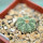 AZTEKIUM ritteri, 1 plant, one 5 cm pot, SEEDLING