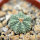 AZTEKIUM ritteri, 1 plant, one 5 cm pot, SEEDLING