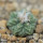 AZTEKIUM ritteri, 1 plant, one 5 cm pot, SEEDLING