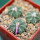 AZTEKIUM ritteri, 3 plants, one 5 cm pot, SEEDLINGS