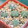 AZTEKIUM ritteri, 5 plants, one 5 cm pot, SEEDLINGS