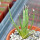 AGAVE albopilosa, clone 2, mother offset, not tissue culture