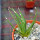 AGAVE albopilosa, clone 2, mother offset, not tissue culture