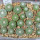 STROMBOCACTUS disciformis var. minimus VM 207, Pena Miler, 21 PIECES, 1 pot of SEEDLINGS