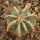 AZTEKIUM hintonii, 2,1 cm, SEEDLING