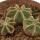 AZTEKIUM hintonii, 1,7 - 2,3 cm, 3x SEEDLINGS