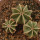 AZTEKIUM hintonii, 1,7 - 2,3 cm, 3x SEEDLINGS