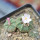 AZTEKIUM ritteri, 3 plants, one 6,5 cm pot, SEEDLINGS