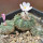 AZTEKIUM ritteri, 3 plants, one 6,5 cm pot, SEEDLINGS