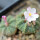 AZTEKIUM ritteri, 3 plants, one 6,5 cm pot, SEEDLINGS