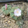 AZTEKIUM ritteri, 3 plants, one 6,5 cm pot, SEEDLINGS