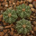 AZTEKIUM ritteri f. intercostatum GCG 10888, Puente Ciprian, pot 5 cm, 3 x SEEDLINGS