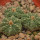 AZTEKIUM ritteri f. intercostatum GCG 10888, Puente Ciprian, pot 5 cm, 3 x SEEDLINGS