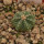 AZTEKIUM ritteri f. rotundum GCG 10005, El Barreal, 5 cm pot, 1 SEEDLING 