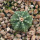 AZTEKIUM ritteri f. rotundum GCG 10005, El Barreal, 5 cm pot, 1 SEEDLING 