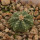 AZTEKIUM ritteri f. rotundum GCG 10005, El Barreal, 5 cm pot, 1 SEEDLING 