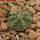 AZTEKIUM ritteri f. rotundum GCG 10005, El Barreal, 5 cm pot, 1 SEEDLING 