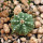 AZTEKIUM ritteri f. rotundum GCG 10005, El Barreal, 5 cm pot, 1 SEEDLING 