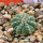 AZTEKIUM ritteri f. rotundum GCG 10005, El Barreal, 5 cm pot, 1 SEEDLING 