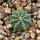 AZTEKIUM ritteri f. rotundum GCG 10005, El Barreal, 5 cm pot, 1 SEEDLING 