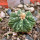 AZTEKIUM ritteri f. rotundum GCG 10005, El Barreal, 5 cm pot, 1 SEEDLING 