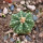 AZTEKIUM ritteri f. rotundum GCG 10005, El Barreal, 5 cm pot, 1 SEEDLING 